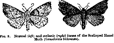 Famed Inudstrial Moths